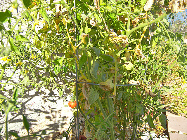 Home-grown tomatoes!